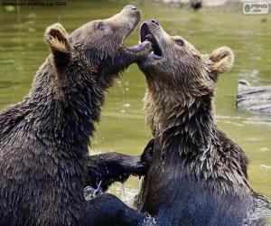 Puzzle Δύο αρκούδες μέσα στο νερό